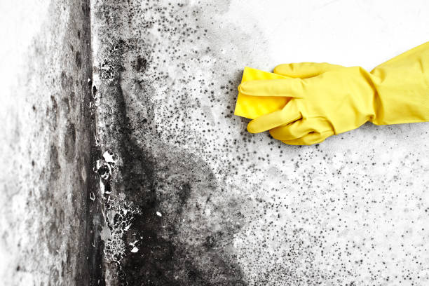 Best Commercial Mold Removal  in Marshall, MN