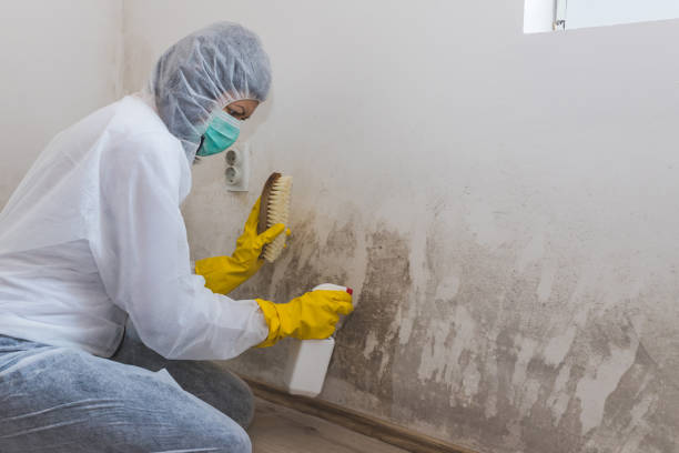 Best Fast Mold Removal  in Marshall, MN