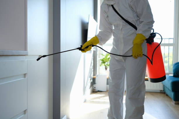 Best Local Mold Removal Service  in Marshall, MN