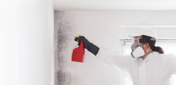 Best Mold Testing and Removal  in Marshall, MN