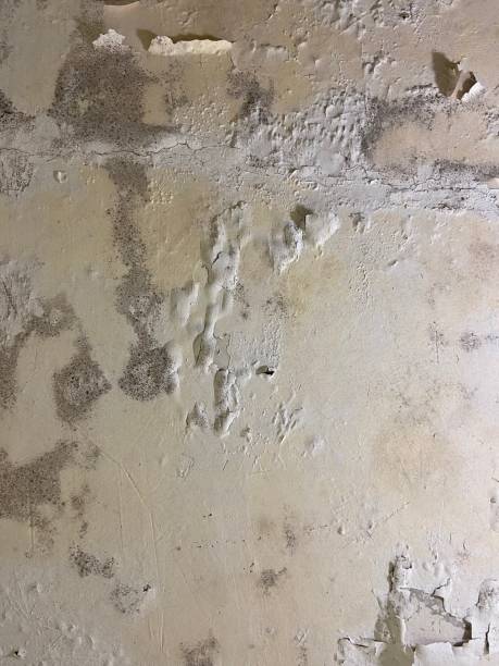 Best Home Mold Removal  in Marshall, MN