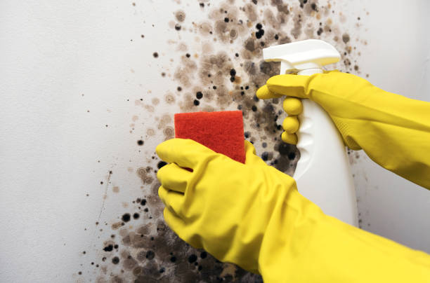 Best Mold Removal and Inspection  in Marshall, MN