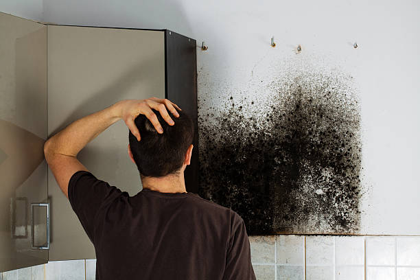 Best Affordable Mold Removal  in Marshall, MN