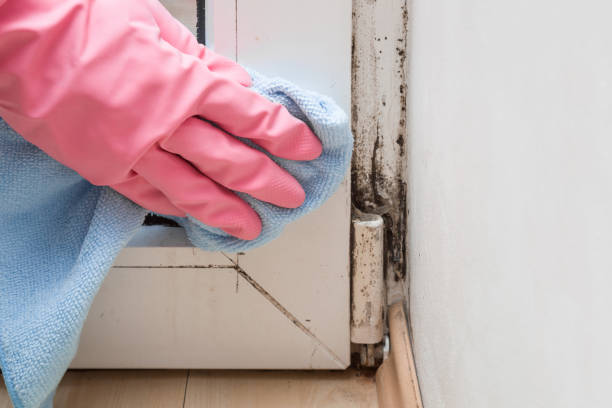 Home Mold Removal in Marshall, MN