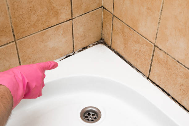 Best Fast Mold Removal  in Marshall, MN
