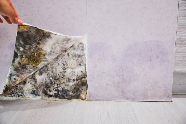 Best Commercial Mold Removal  in Marshall, MN